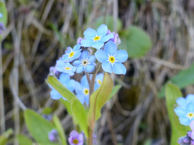 forget me not closeup