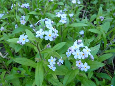 forget me not flower