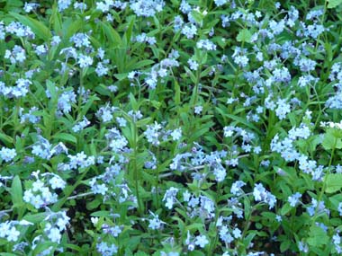 forget me not flowers