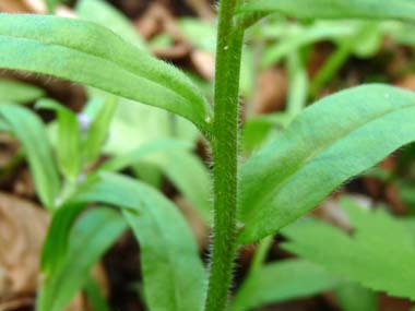 forget me not stem