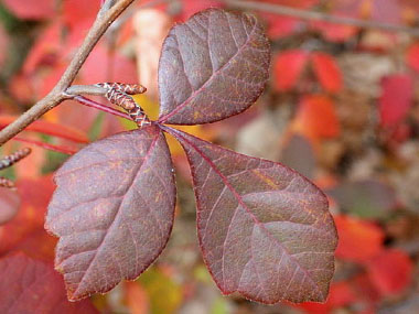 Rhus aromatica autumn foliage