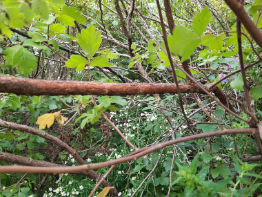 fragrant sumac bark