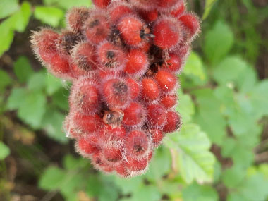 fragrant sumac berries