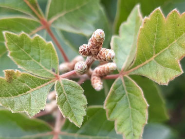 fragrant sumac catkin