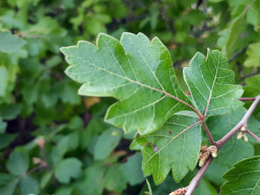 fragrant sumac leaves
