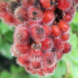 Fragrant Sumac