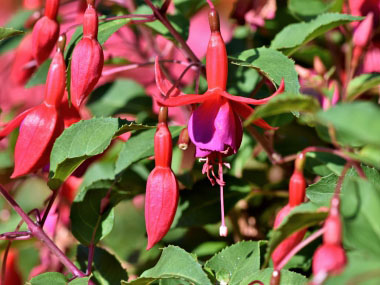 Fuchsia x hybrida