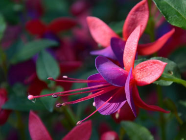 fuchsia flower