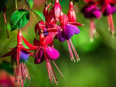 fuchsia flowers