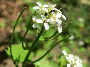 alliaria petiolata flowers