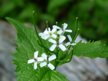 garlic mustard flower