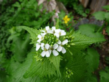 garlic mustard flowers