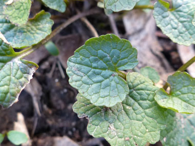 garlic mustard new growth leaf