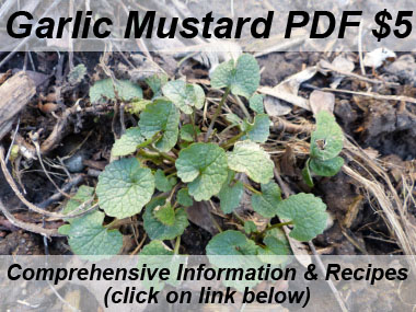 garlic mustard new growth