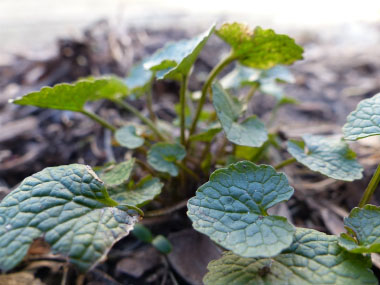 garlic mustard yearone