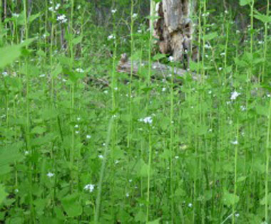 garlic mustard