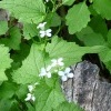 Garlic Mustard