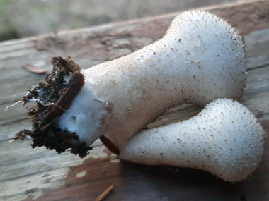 _Lycoperdon perlatum