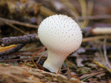 common puffball