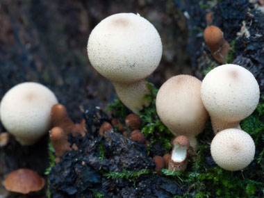 common puffballs