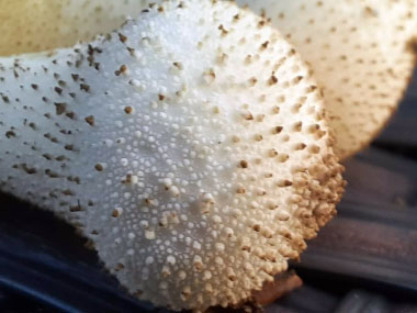 gem studded puffball spikes