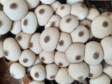 gem studded puffballs