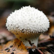 Gem Studded Puffballs