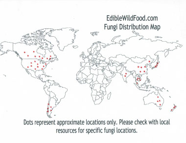 Puffballs – Identification, Distribution, Edibility – Galloway Wild Foods