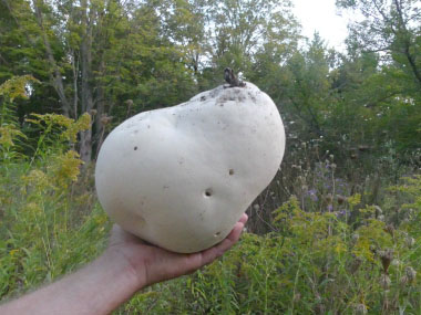 giant puffball size