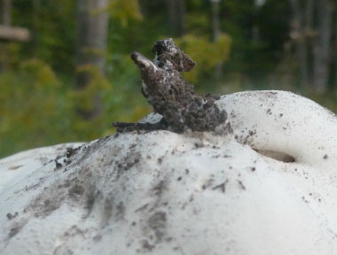 giant puffball stem