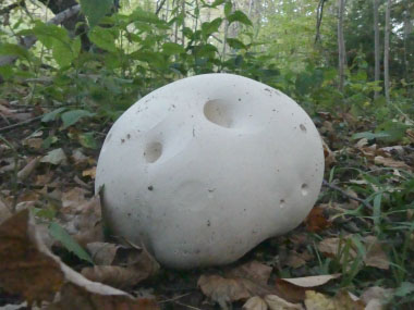 giant puffball