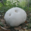 Giant Puffball