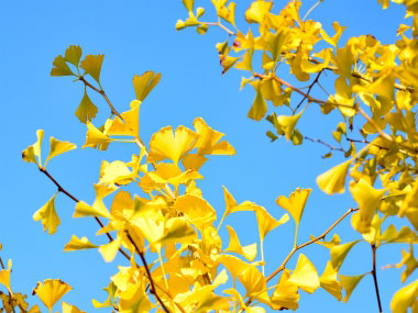 autumn ginkgo leaves