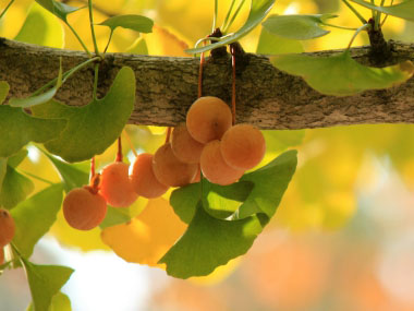 gingko fruit