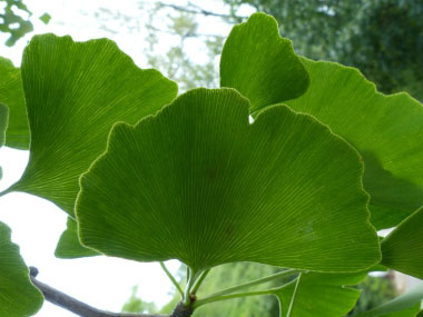 gingko leaf