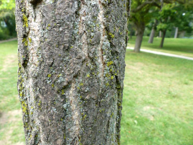 ginkgo biloba bark