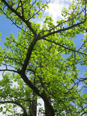 ginkgo biloba tree