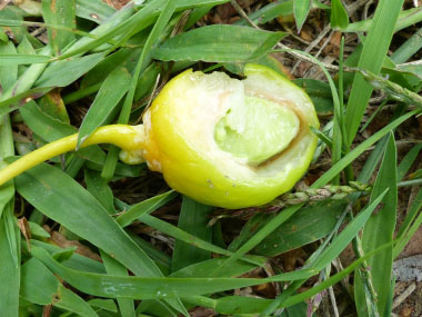 ginko fruit