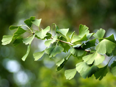 maidenfern leaves