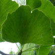 Ginkgo