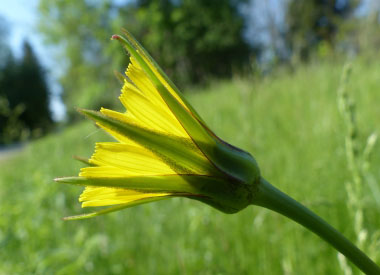 goats beard bract