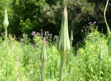 goats beard bud