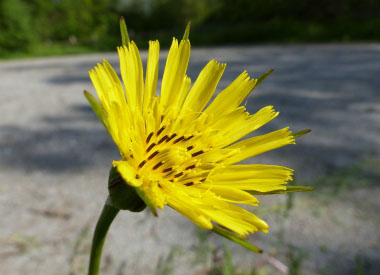 goats beard flower