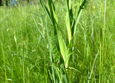 goats beard leaves