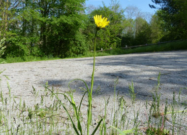 goats beard plant