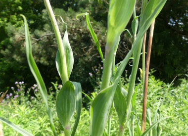 goats beard stem