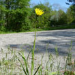 Goat's Beard