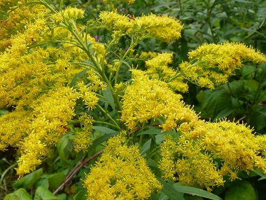 goldenrod flowers