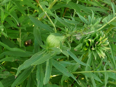 goldenrod leaves