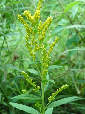 goldenrod picture